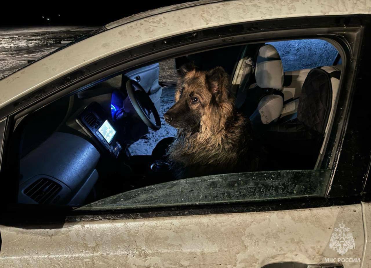 Собаку из тонущего автомобиля спасло МЧС