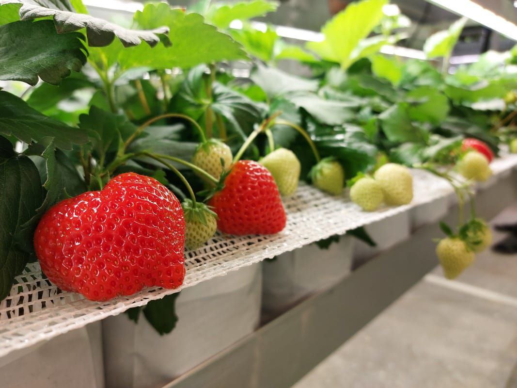 Начинающие фермеры могут получить грант до 5 млн рублей на развитие бизнеса