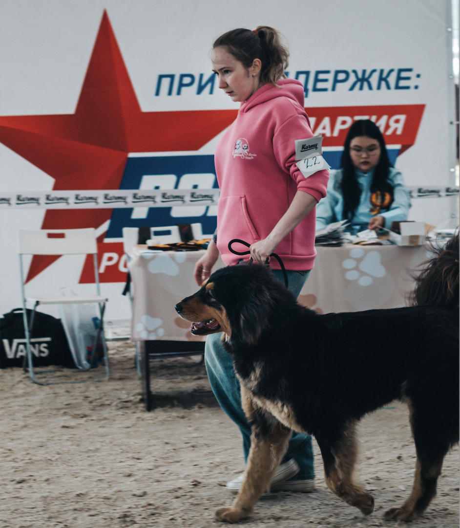 Первую в России выставку собак породы Монгол Банхар провели в Иркутской области