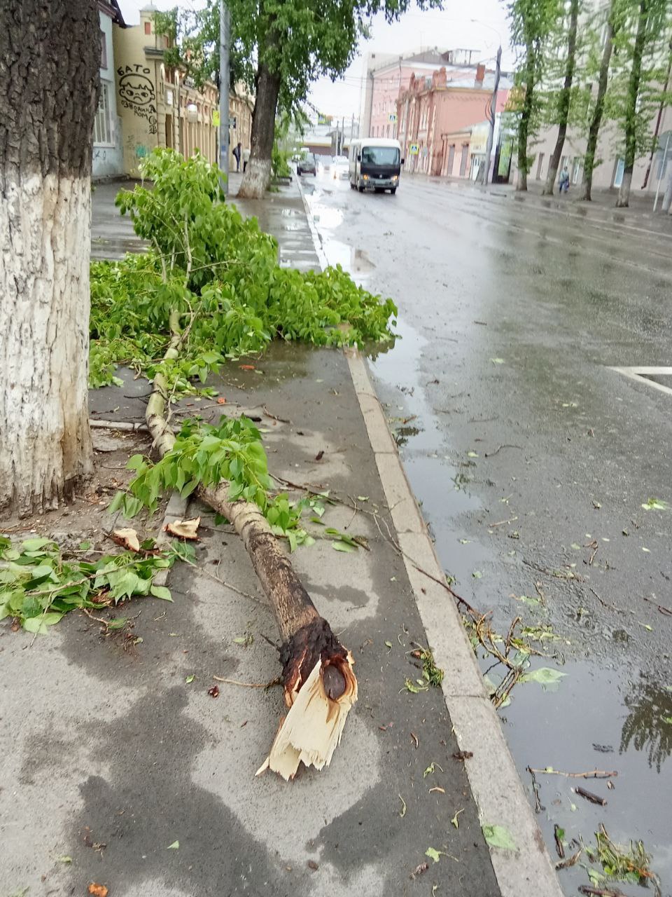 Восемь деревьев повалило ночным ветром в Иркутске