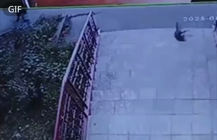 Кота выбросили с 5-го этажа в Ангарске, в деле разбирается полиция