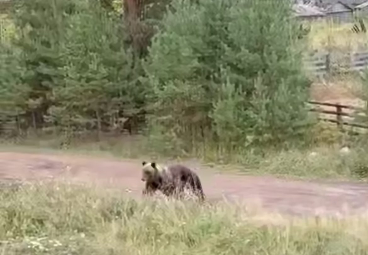 Медведи на севере региона бродят в садоводствах и выходят к школе