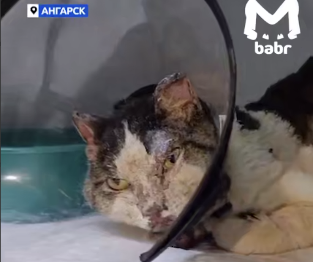 Пострадавшего кота, чей хозяин погиб при взрыве в Ангарске, лечат в приюте
