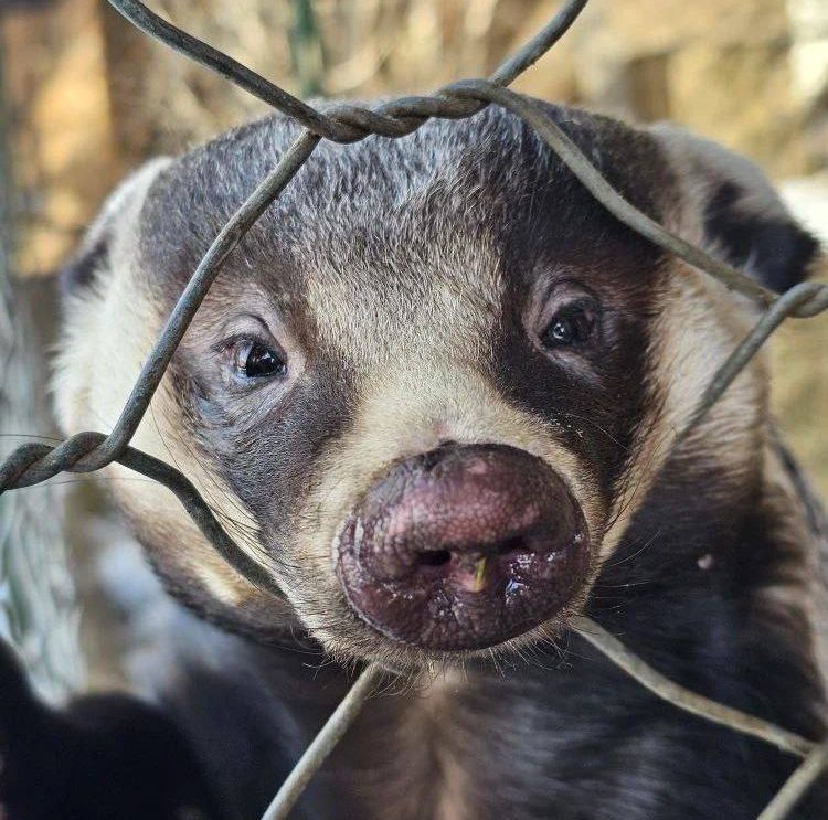 Барсук проснулся в зоосаде