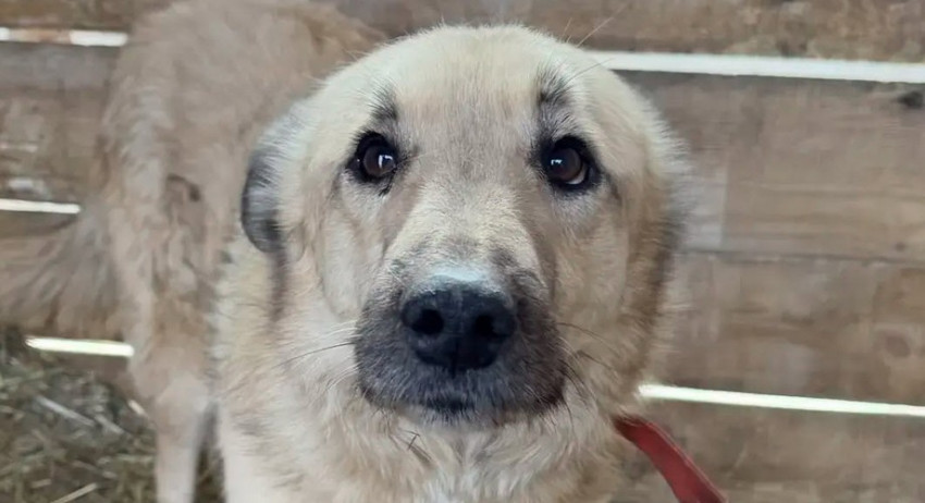 Выстрелил в собаку