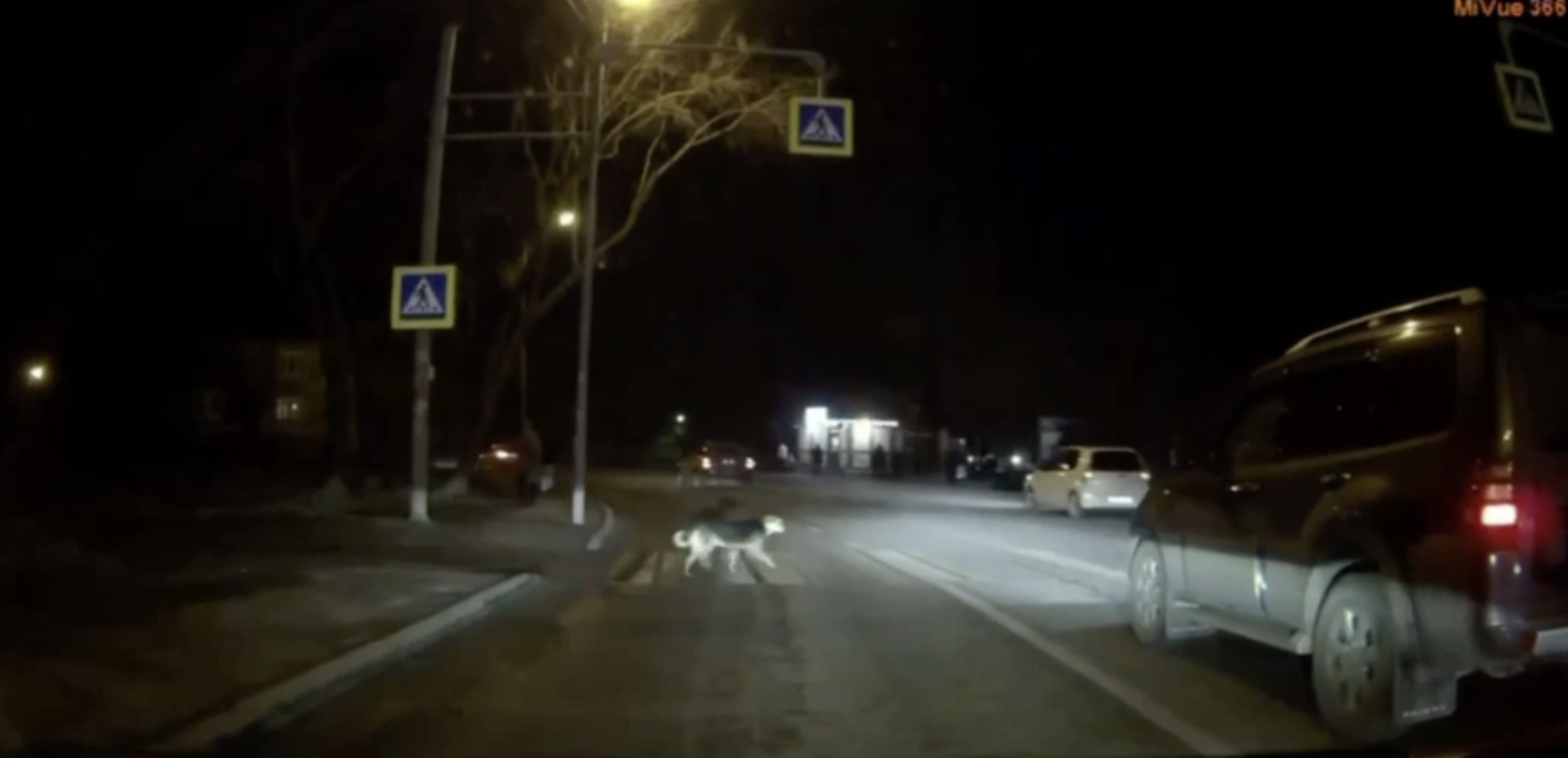 Собака переходит дорогу