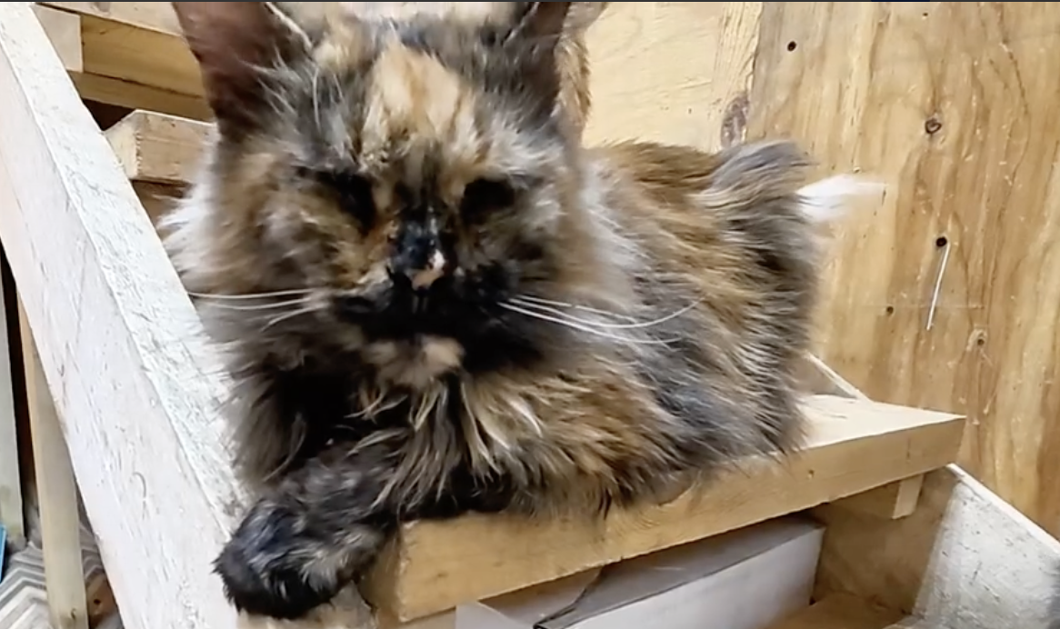 «Мне надо обязательно кого-то спасать»