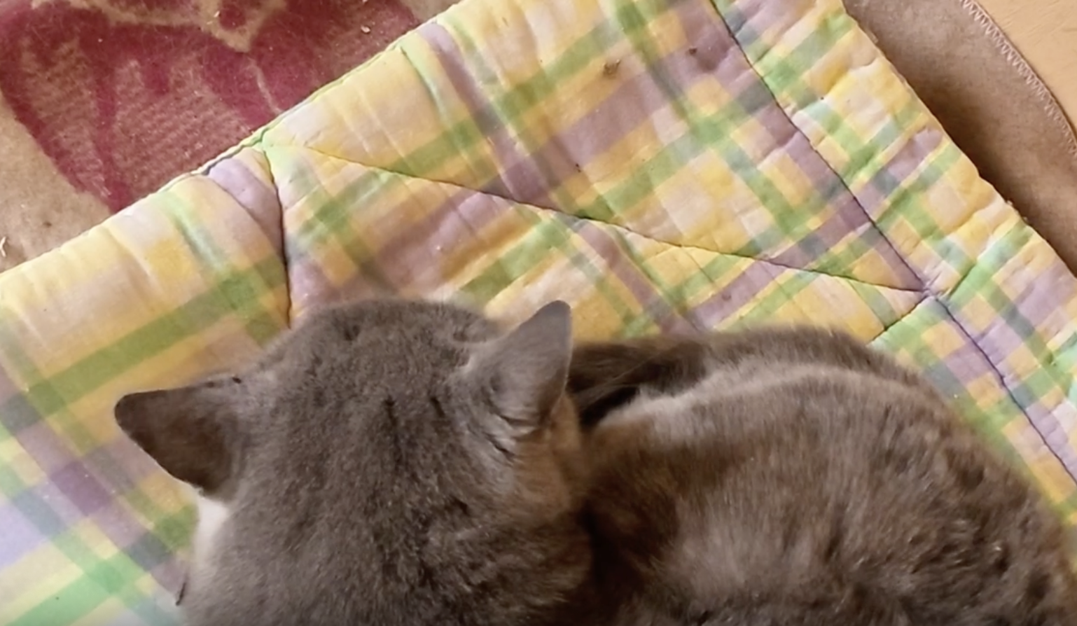 «Мне надо обязательно кого-то спасать»