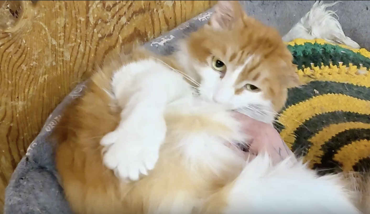 «Мне надо обязательно кого-то спасать»