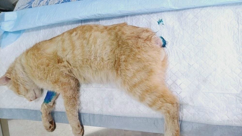 Подростки отрезали хвост коту в Братске
