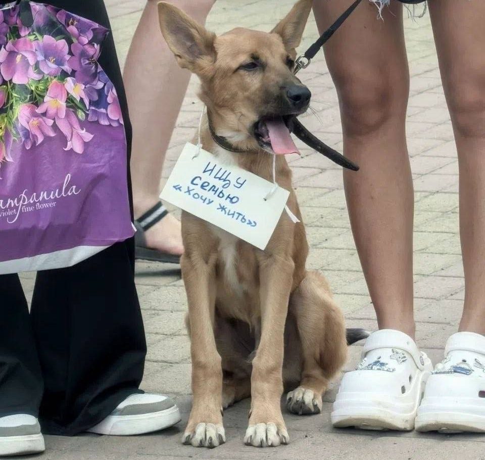 Более 300 человек собрались в выходные на митинг в защиту бездомных собак