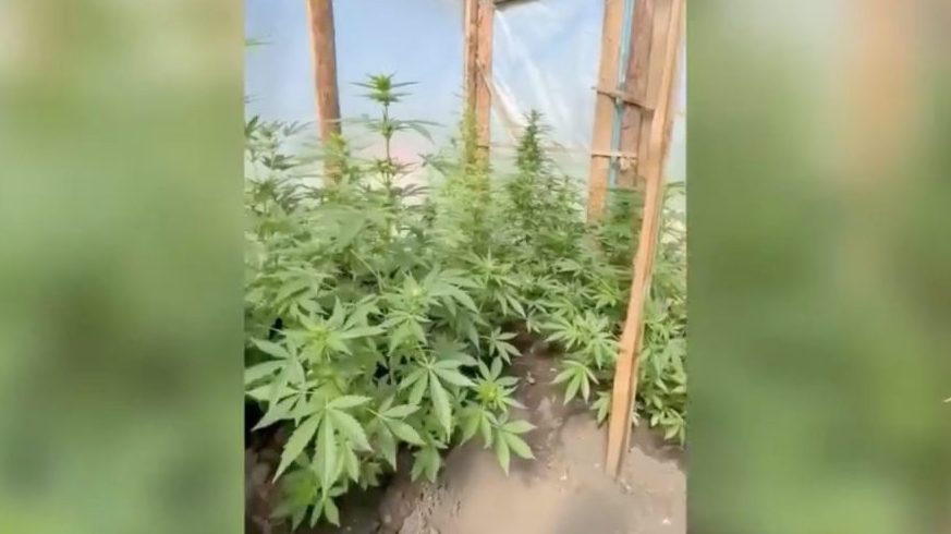 У жителя Зимы обнаружена теплица с коноплей