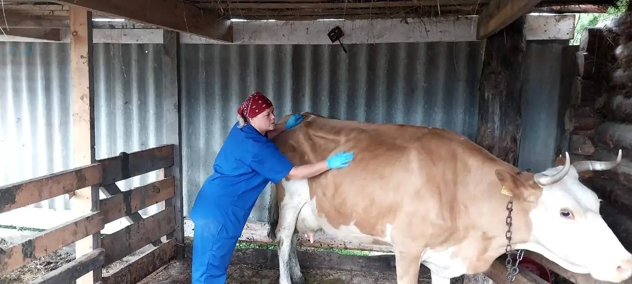В Тайшетском районе корову укусила гадюка — животное едва не погибло